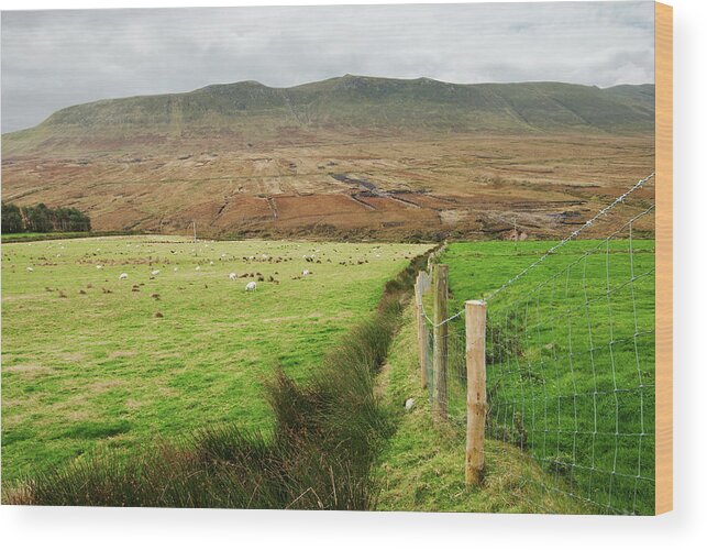 Grass Wood Print featuring the photograph Sheep Grazing In A Field by John Kroetch / Design Pics