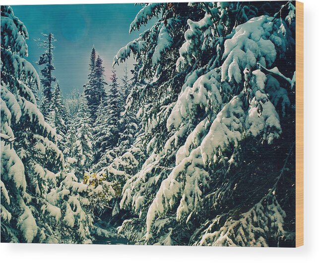 Snow Wood Print featuring the photograph Snow Covered Spruce Trees by Daniel J. Grenier