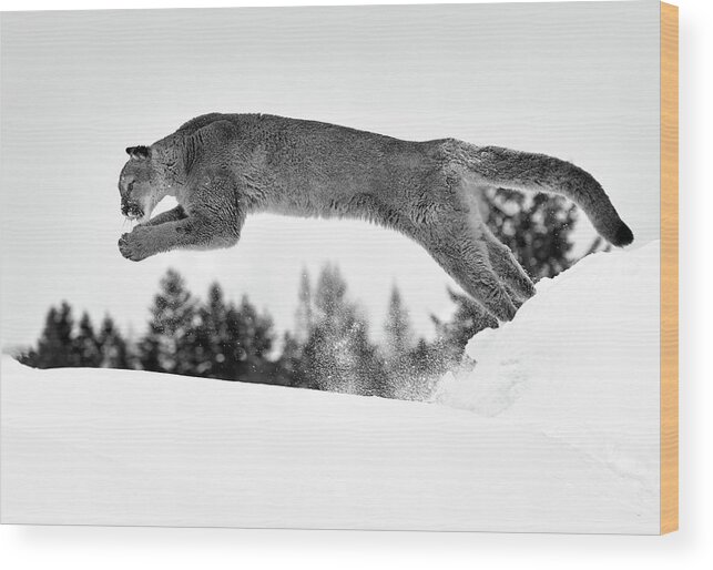 Cougar Wood Print featuring the photograph Snow Diving by Art Cole