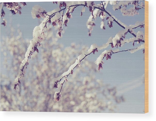 Snow Wood Print featuring the photograph Snow On Spring Blossom Branches by Bonita Cooke