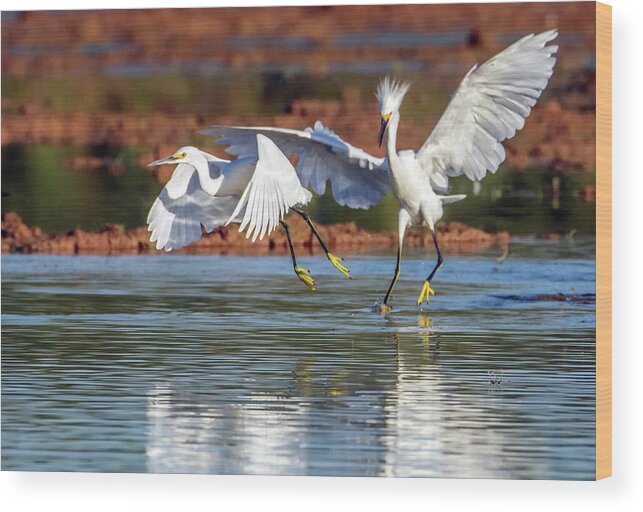 Snowy Egrets Wood Print featuring the photograph Snowy Egret Chase 2910-091718-1cr by Tam Ryan