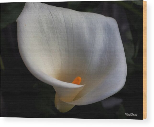 Botanical Wood Print featuring the photograph Soft White Calla Lily by Richard Thomas