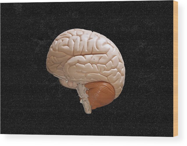 Anatomy Wood Print featuring the photograph Space Brain by Richard Newstead