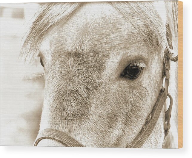 Anything Wood Print featuring the photograph Special Gray Art by Dressage Design