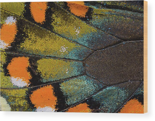 Natural Pattern Wood Print featuring the photograph Spicebush Swallowtail Butterfly Wing by Darrell Gulin