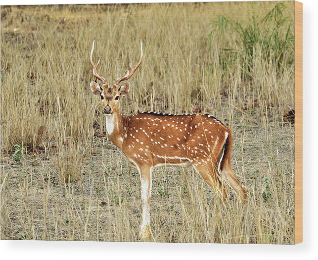 Animal Themes Wood Print featuring the photograph Spotted Deer Chital by Safique Hazarika Photography