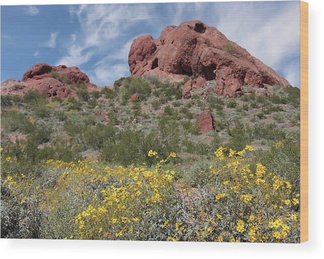 Spring Wood Print featuring the photograph Spring Flowers at Papago Park by David T Wilkinson