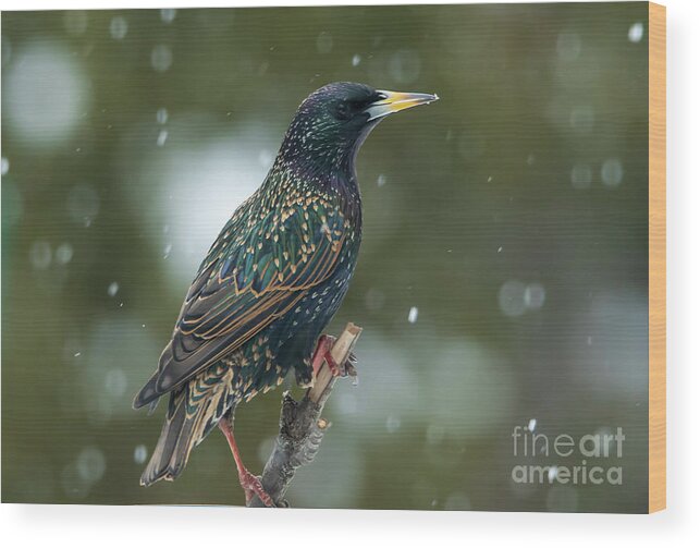Bird Wood Print featuring the photograph Starling Bird Portrait by Sandra J's