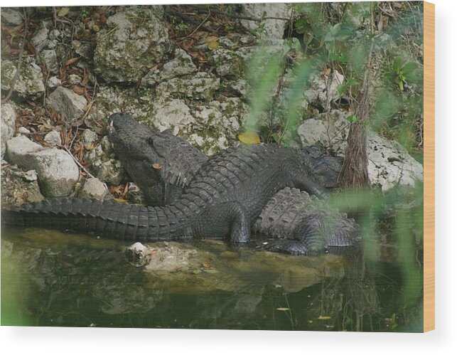 Florida Wood Print featuring the photograph Sunbathing Gators by Lindsey Floyd