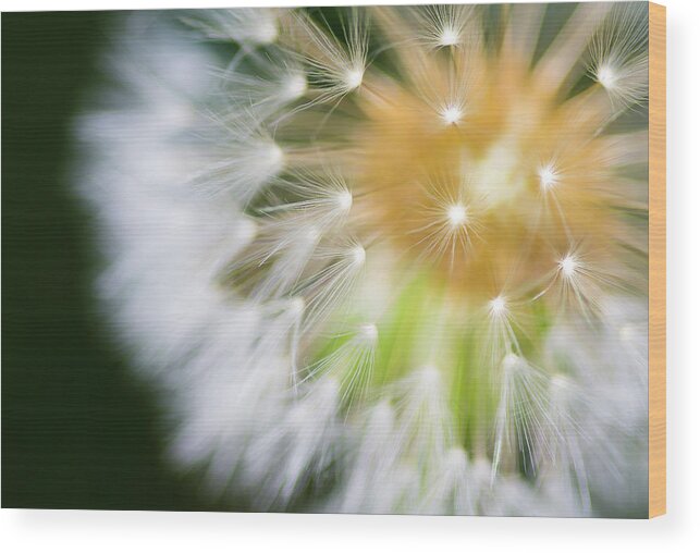 Dandelion Wood Print featuring the photograph Sunburst by Brad Bellisle