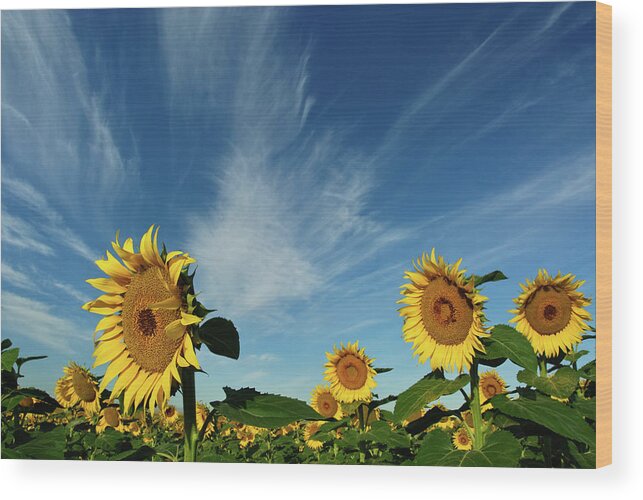 Tranquility Wood Print featuring the photograph Sunflowers by Robin Wilson Photography