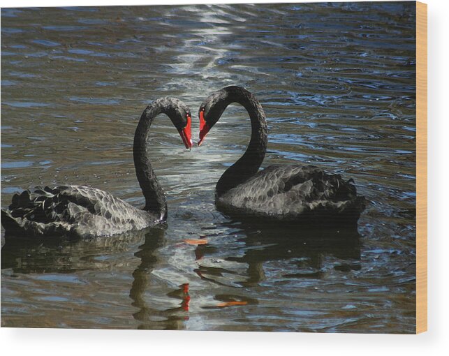 Swan Wood Print featuring the photograph Swan Love by Anthony Jones