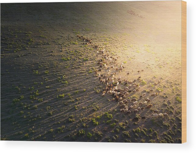 Animal Wood Print featuring the photograph The Sheep In Golden Light by Majid Behzad