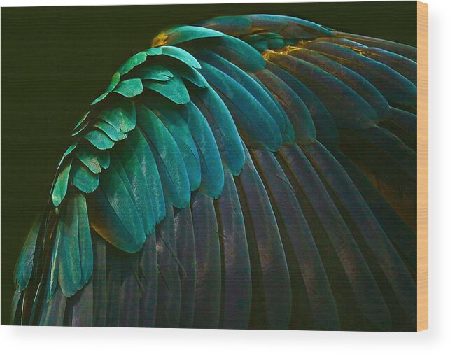 Bird
Animal
Feathers
Abstract
Colors
Parrot Wood Print featuring the photograph There\'s A Bird In There Somewhere by Robin Wechsler