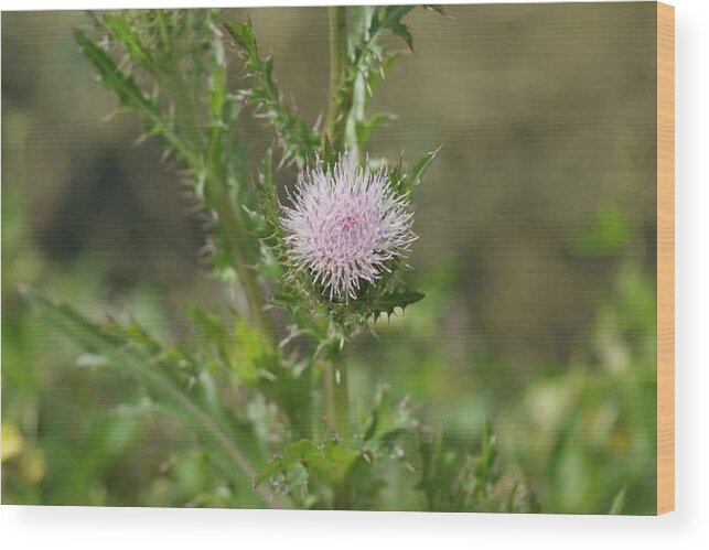 Florida Wood Print featuring the photograph Thistle Flower by Lindsey Floyd