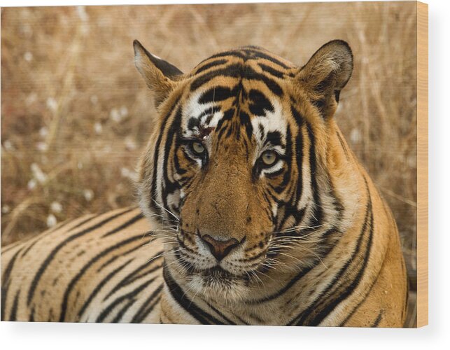 Alertness Wood Print featuring the photograph Tiger by Kiran Dikshit