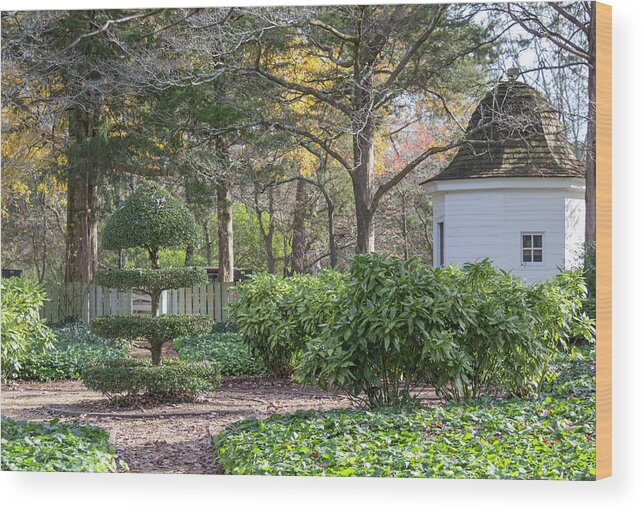 2016 Wood Print featuring the photograph Topiary in Colonial Williamsburg by Teresa Mucha