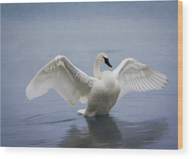 Swan Wood Print featuring the photograph Trumpeter Swan - Stretch by Patti Deters