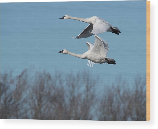 Birds Wood Print featuring the photograph Tundra Swan Duo by Donald Brown