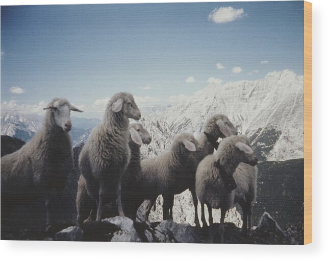 Snow Wood Print featuring the photograph Tyrolean Sheep by Archive Photos