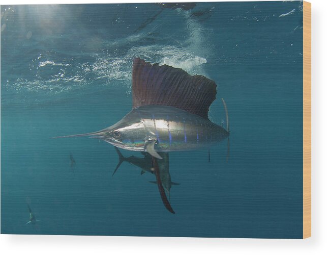 Animal Fin Wood Print featuring the digital art Underwater Side View Of Atlantic Sailfish, Isla Contoy, Quintana Roo, Mexico by Rodrigo Friscione