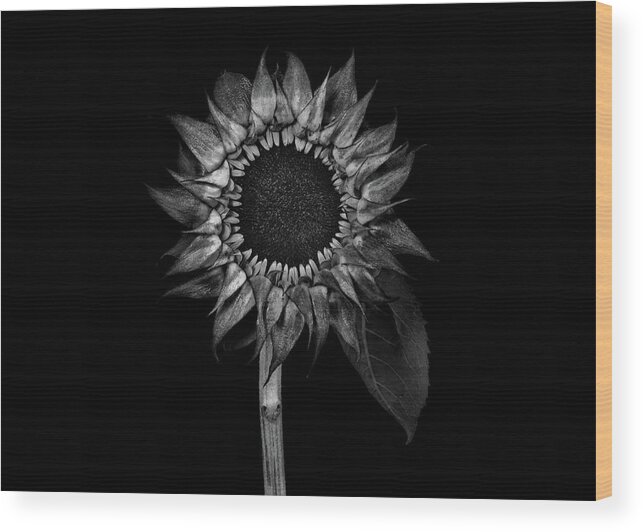 Sunflower Wood Print featuring the photograph Sunflower in black and white by Alessandra RC