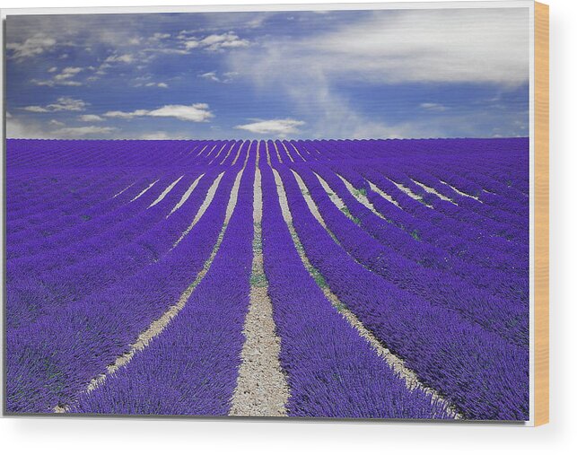Tranquility Wood Print featuring the photograph Vanishing Smell -- Lavender by Nespyxel