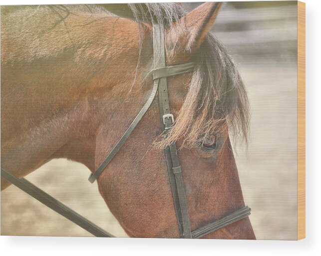 Ottb Wood Print featuring the photograph Walking Free by Jamart Photography