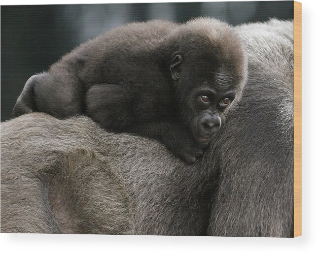 Zoo Wood Print featuring the photograph Western Lowland Gorilla Baby Mahale by Daniel Munoz