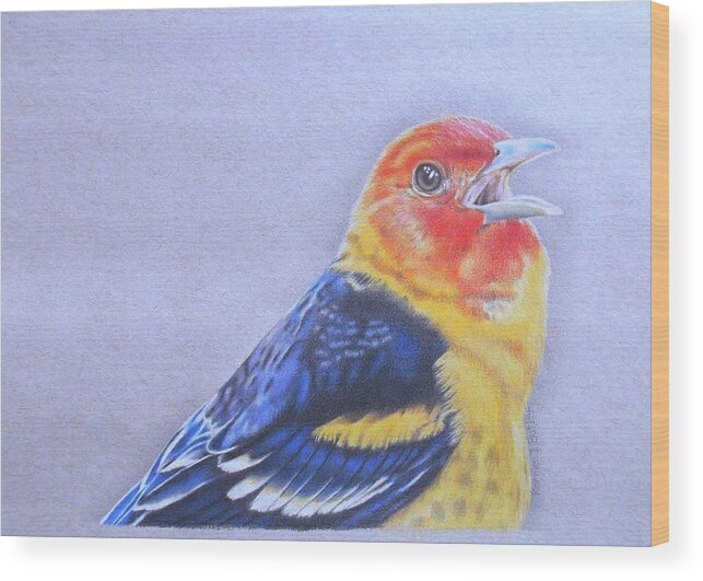 Western Tanager Wood Print featuring the drawing Western Tanager - Male by Karrie J Butler