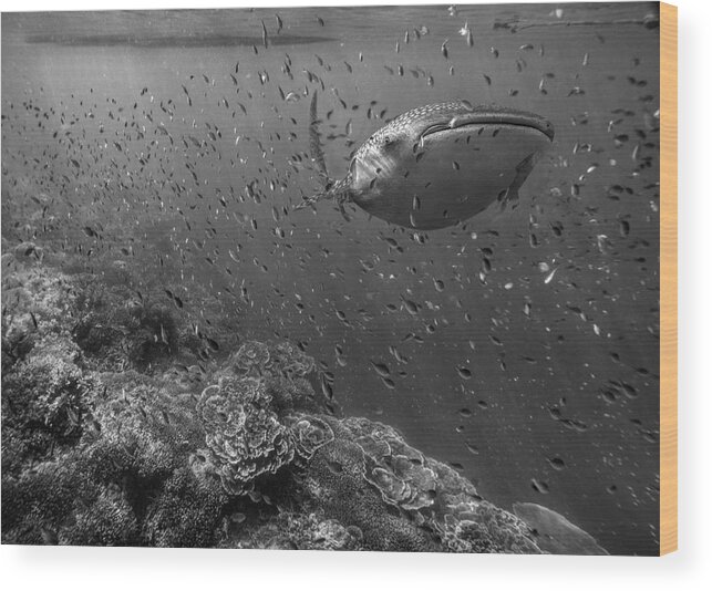 Disk1215 Wood Print featuring the photograph Whale Shark And Reef Fish by Tim Fitzharris