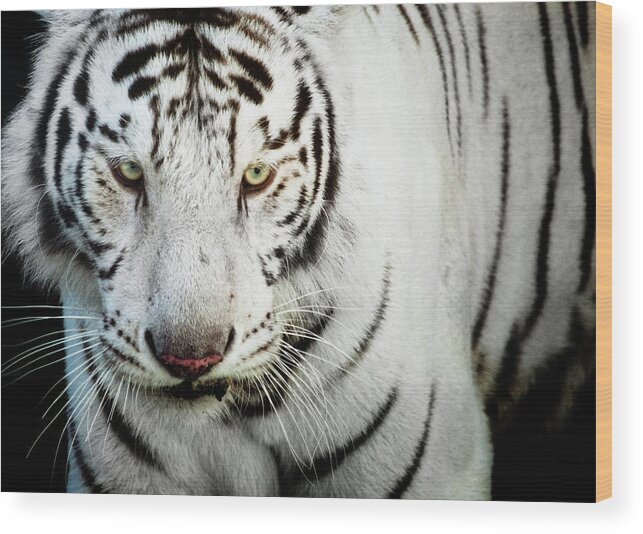 White Tiger Wood Print featuring the photograph White Bengal Tiger by Hector Garcia @kirai