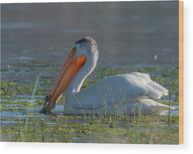 Pelican Wood Print featuring the photograph White Pelican with Fish by Rick Mosher