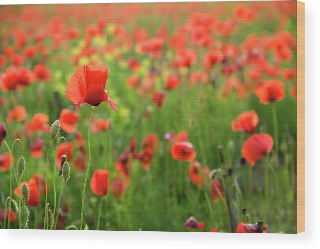 Grass Wood Print featuring the photograph Wild Poppies In The Wind, Spring Time by Franckreporter