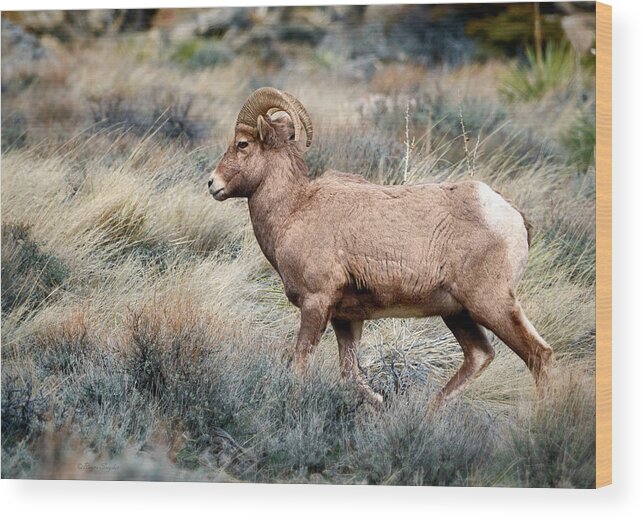 Bighorn Wood Print featuring the photograph Winter Bighorn Ram 9 by Roger Snyder