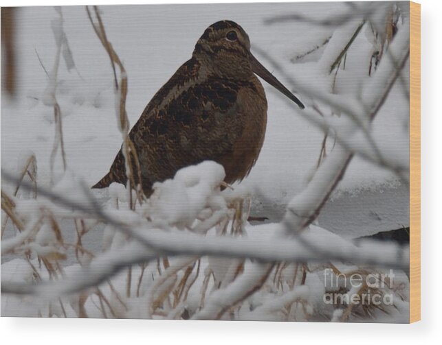 Woodcock Wood Print featuring the photograph Wishing I Was Down On The Bayou by Randy Bodkins