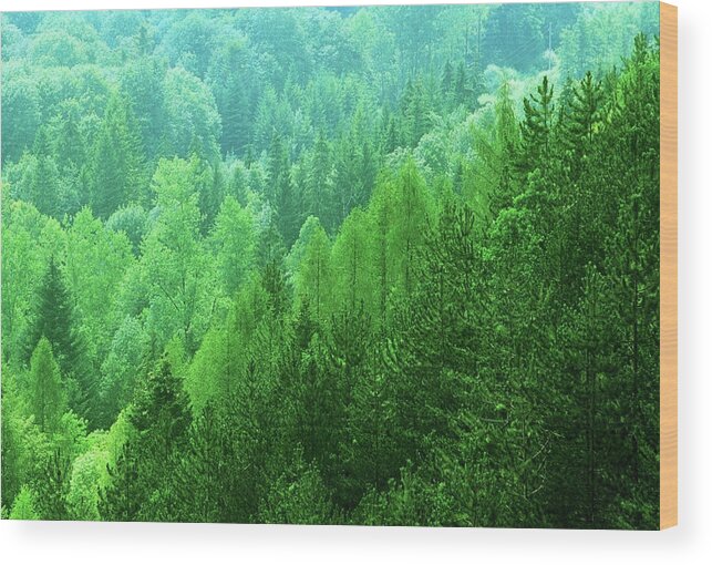 Scenics Wood Print featuring the photograph Woodland by Kodachrome25