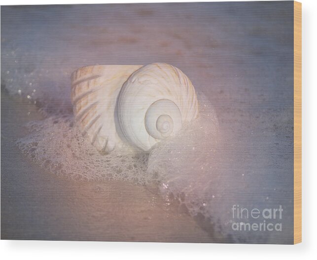 Shells Wood Print featuring the photograph Worn By The Sea by Kathy Baccari