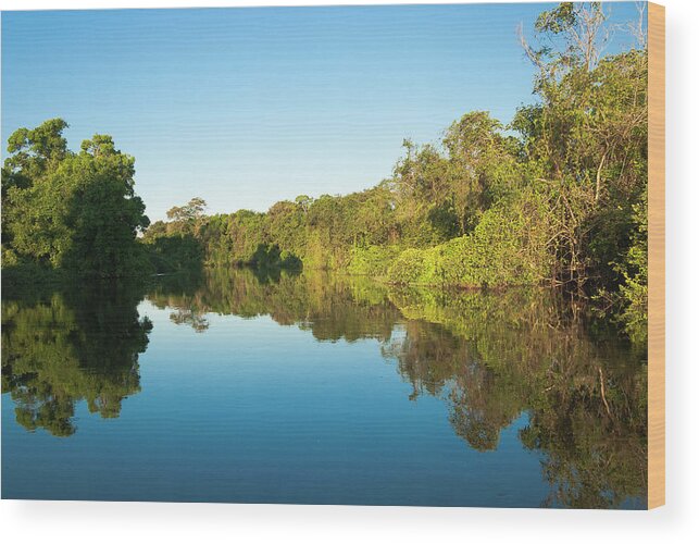 Tropical Rainforest Wood Print featuring the photograph Yacuma River by Marc Shandro