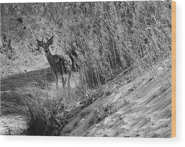 Richard E. Porter Wood Print featuring the photograph Young Buck - Palo Duro Canyon State Park, Texas by Richard Porter