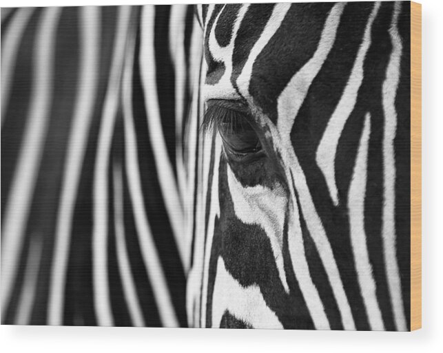 Zebra Wood Print featuring the photograph Zebra Maze by Andrew Suryono