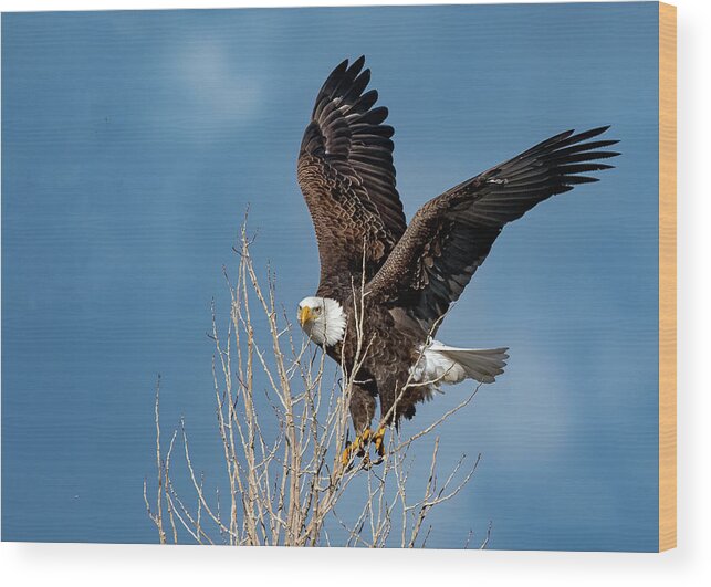 Raptor Wood Print featuring the photograph American Bald Eagle #1 by Rick Mosher