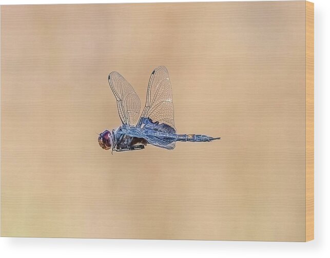 Dragon Fly Wood Print featuring the photograph Dragon Fly by Jerry Cahill
