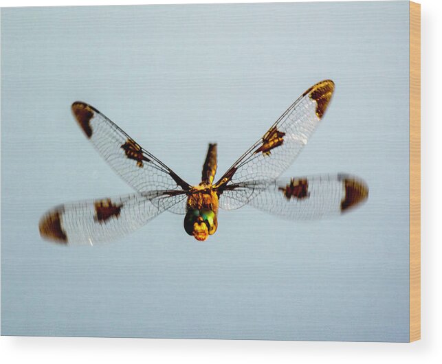 Bug Wood Print featuring the photograph Dragonfly in Flight - Eaton Rapids, Michigan USA - #2 by Edward Shotwell