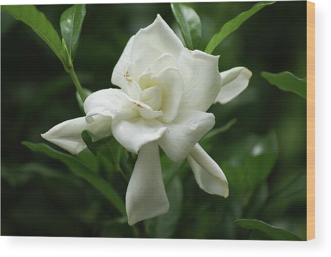  Wood Print featuring the photograph Gardenia #1 by Heather E Harman