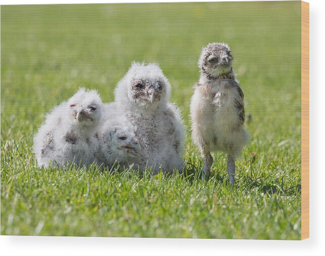 Owlet Wood Print featuring the photograph Group of Owlets - Three Baby Tawny Owls and One Baby Burrowing Owl, all captive bred #1 by Images from BarbAnna