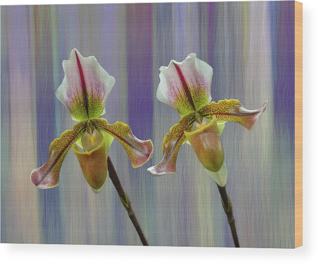 Lady Slipper Orchid Wood Print featuring the photograph Lady Slipper Orchid by Cate Franklyn