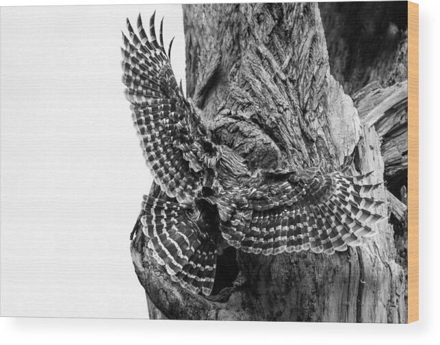 Mama Barred Owl Wood Print featuring the photograph Mama Barred owl rushing in to feed its babies #1 by Puttaswamy Ravishankar