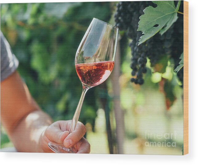Wine Wood Print featuring the photograph Man holding glass of red wine in vineyard field. Wine tasting in by Jelena Jovanovic