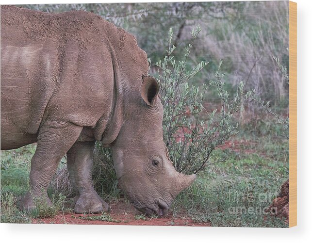 Vacations Wood Print featuring the photograph Rhino Portrait #1 by Brian Kamprath